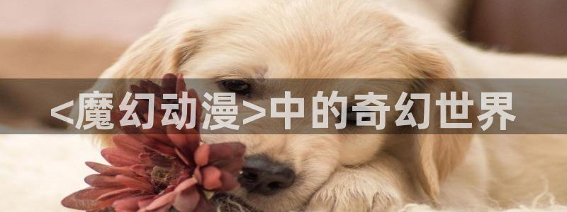 6080旧里番动漫：<魔幻动漫>中的奇幻世界