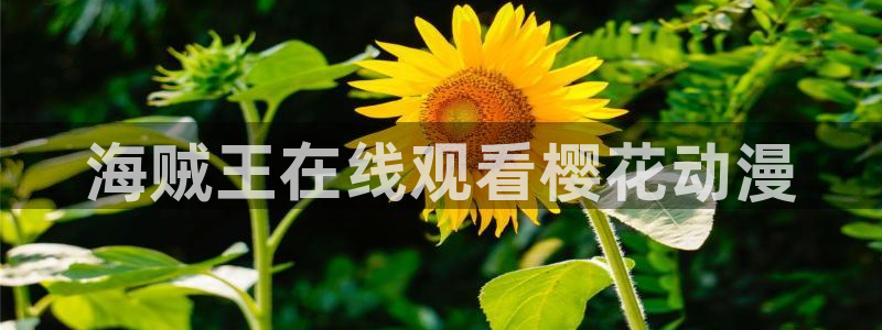 邪恶漫画里番漫画：海贼王在线观看樱花动漫